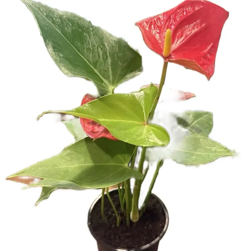 anthurium oaxaca - TikTok Shop