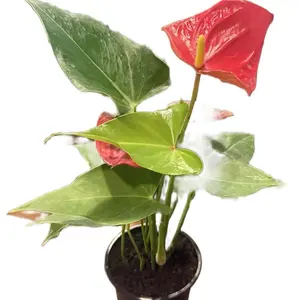 4” Red Anthurium | Flamingo Flower