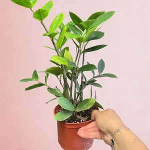 ZZ Plant 6 Inch Potted Easy Care Indoor Greenery for Home Decor