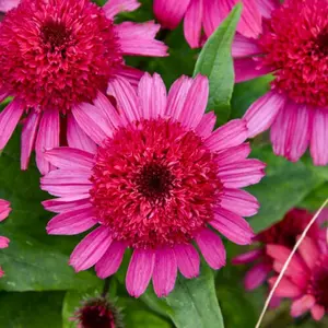 Double Coded™ Raspberry Beret Coneflower