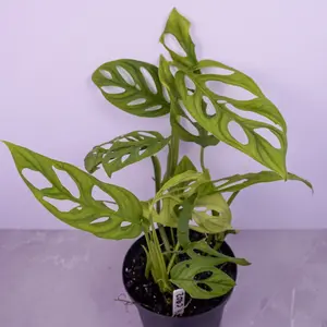 Monstera Epipremnoides Live Plant 6” Pot | Rare Climbing Monstera