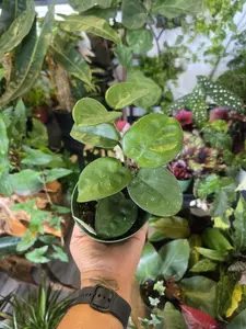 Hoya Carnosa Chelsea