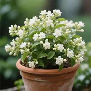 100 Climbing Jasmine Flower Seeds Fragrant Plant for Planting Garden Home Four Seasons Evergreen Silver Jasmine Garden Balcony Climbing Flower Non-GMO All Seasons Fragrant Flower Seeds