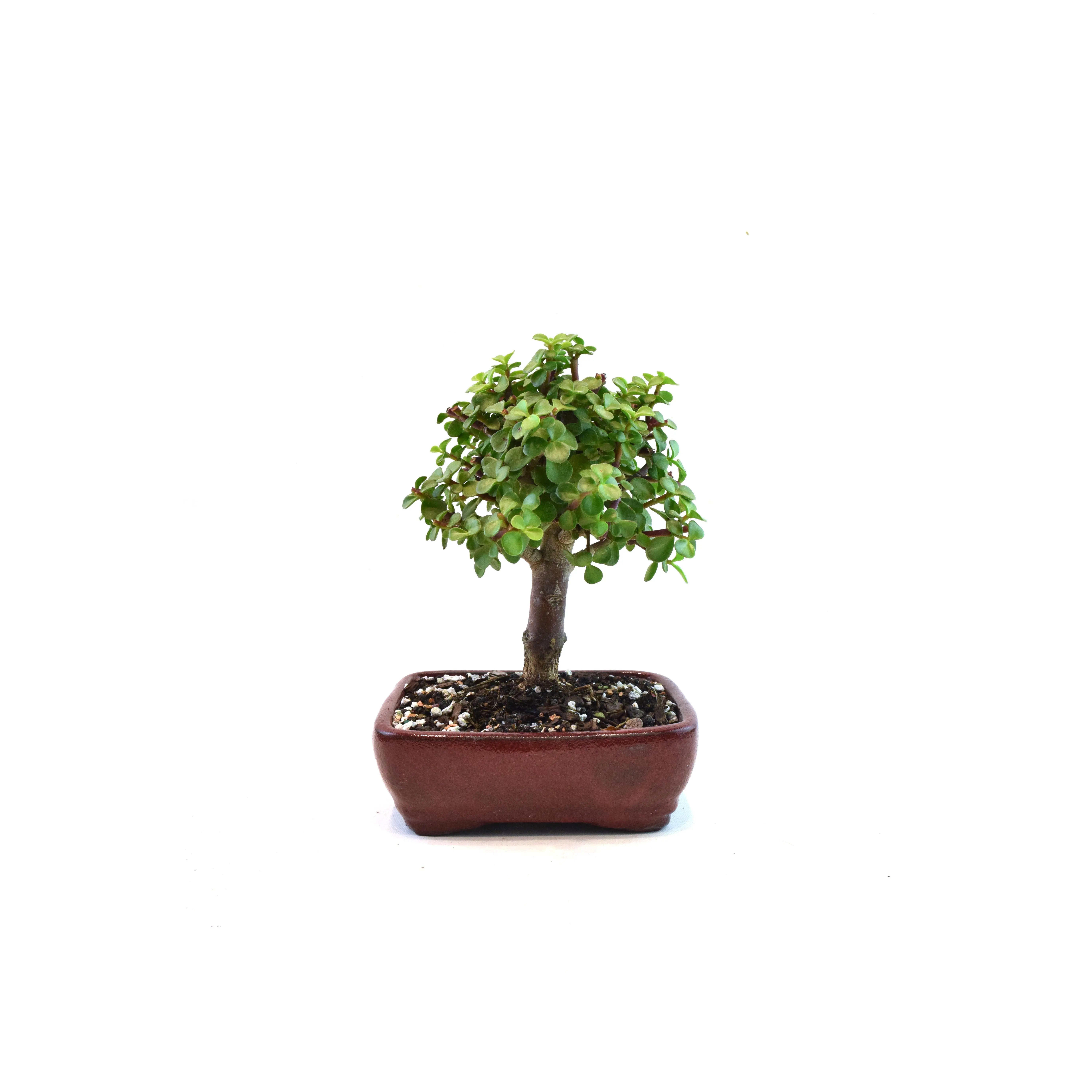 Dwarf Green Jade Ceramic 7" Pot - One of a Kind Bonsai