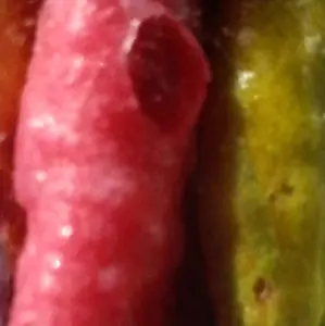 FREEZIES  Crunchy Rolls sweet candy snack Natural Dried fun candy