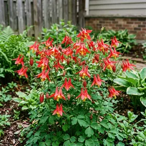 100 Vibrant Red Columbine Aquilegia Seeds for Planting - Heirloom Seed Blend for Home Garden