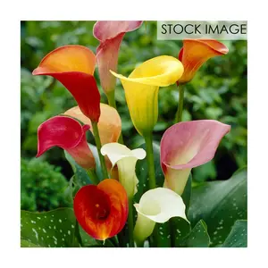 Van Zyverden Callas Mixed Colors Set of 5 Bulbs