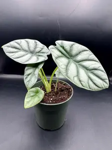 Alocasia Silver Dragon | 4 Inch Pot | House Plant | Live Plant