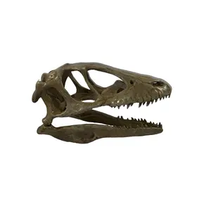 Velociraptor skull