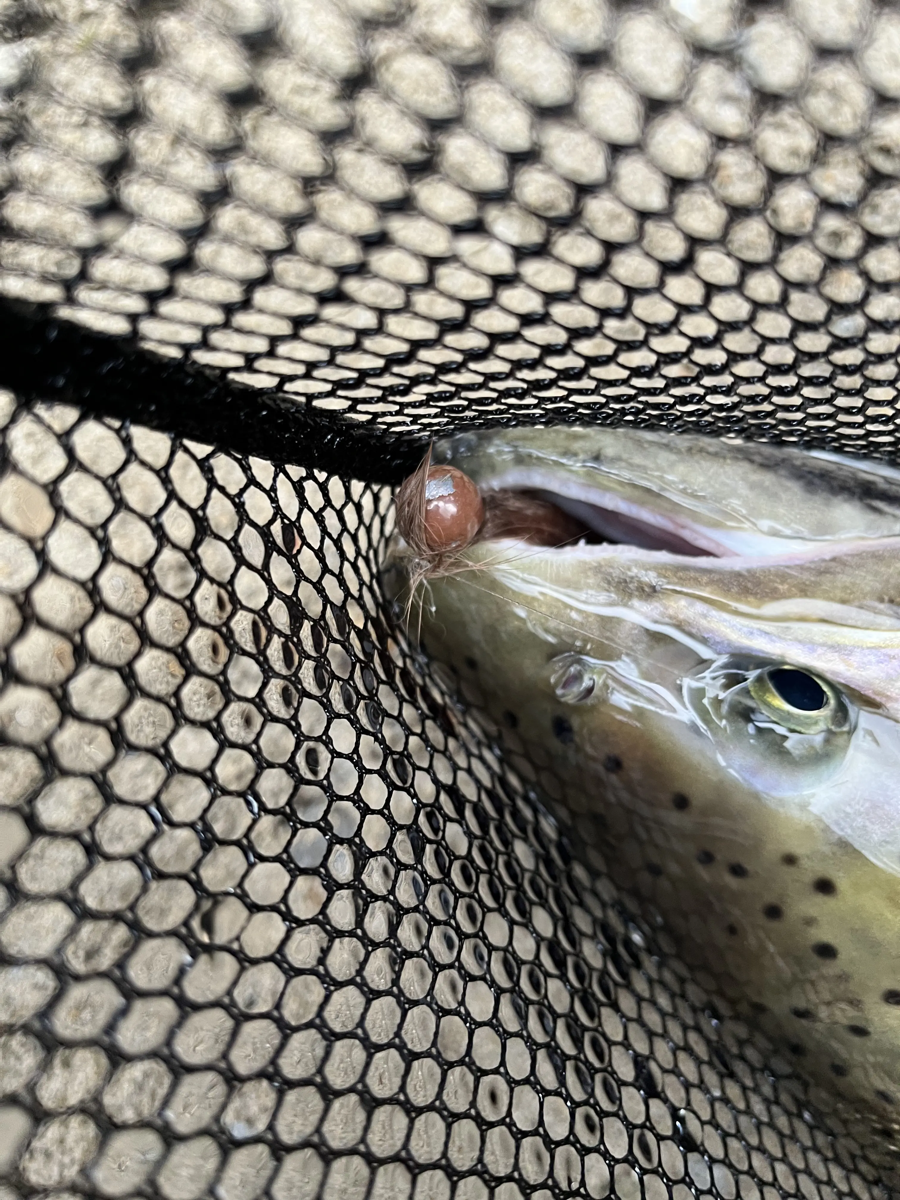 5 PACK – Brown 1/4 oz Twitching Jigs for (Salmon, Steelhead, Bull Trout, Trout)