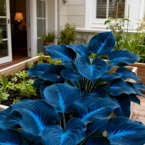 800 pcs Hosta Seeds – Durable Perennials for Shaded Landscapes & Borders
