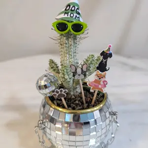 Dog Mom Disco Cactus Live Plant in soil and Disco Ball Planter with decorations package