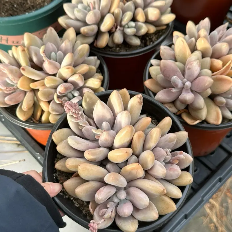 Pachyphytum 'Pastel Beauty' Large Cluster (around 6'') - Bare Root Succulents - Terra Tales