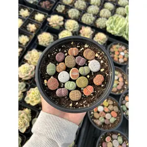 Colorful Assorted Lithops sp. - April Farm/Rare Succulents