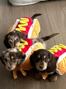 AESS x PETSIN Pet Dog Cat Costume Warm Celebration Christmas Hot Dog Hamburger New Year Party Dress Up Outfit Funny Cute Pet Apparel Holiday Party Dog Cat Clothes