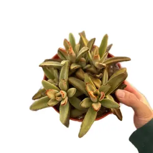 6” chocolate panda Kalanchoe Tomentosa sculpture