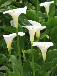 Calla Lily - White Giant Rhizome with Yellow Flowers, Ideal for Houseplant Care