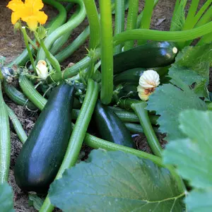 Dark Green Zucchini Organic Seeds (Cucurbita pepo) Classic, prolific summer squash with tender flesh and heavy yields