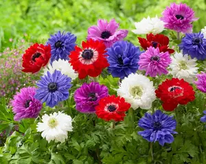 St Brigid Anemone Bulbs for Planting - Easy to Grow Perennial Flower Bulbs - Colorful Spring Flowers