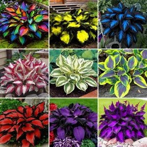 Mix Colorful Hosta Plant Seeds 288PCS– Perennial Shade-Loving Garden Plant Gift for Garden Lovers & Home Landscaping Projects Easy Planting Flower Seeds