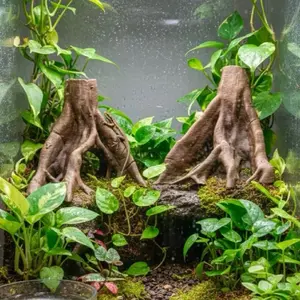 3D Background (Double Roots) 3D Background (Double Roots)