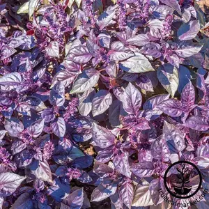 Basil Seeds - Dark Opal