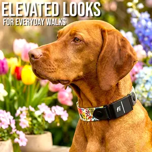 Classic Fi-Compatible Dog Collar