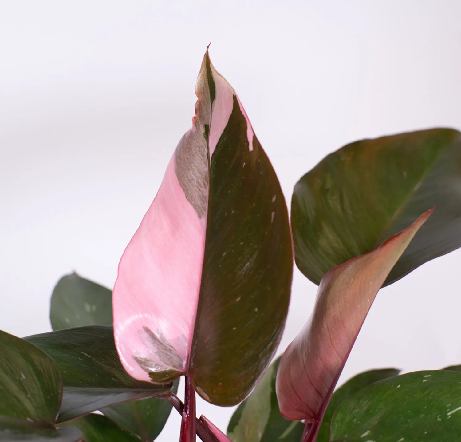 Monstera Little Swiss and Philodendron Pink Princess Bundle | medium -  TikTok Shop