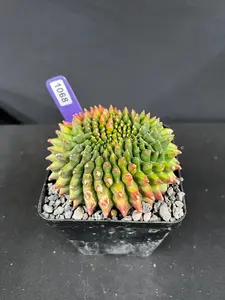 Gymnocalycium Inermis Cristata 'Sensitive Skin' Cactus Succulent, Indoor Houseplant, Small Potted Plant, Succulent and Cactus Plant Decor for Home Garden