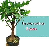 Fig Sapling(big)