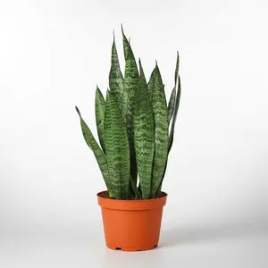 Snake Plant 'Zeylanica'
