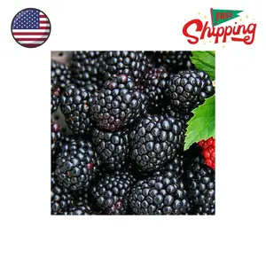 200+ BlackBerry Seeds for Planting - Non-GMO, Organic & Thornless