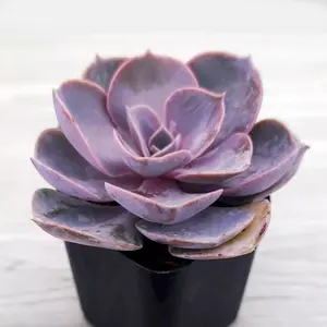 Succulent Live Plant - Echveria Perle Von Nurnberg - In 2" Pot