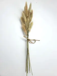 Small Bunny Tail Grass Spray