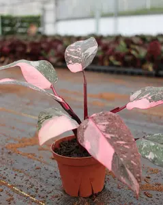 Philodendron Pink Princess Marble "High pink color in 2'' pot Planter