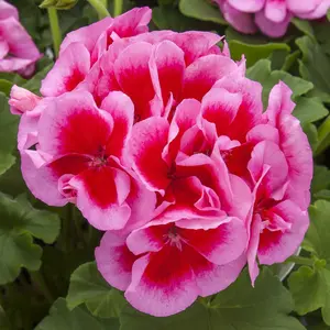 Geranium ‘Calliope Pink Flame’ Live Plant - Intense Rosy Pink Zonal Geranium
