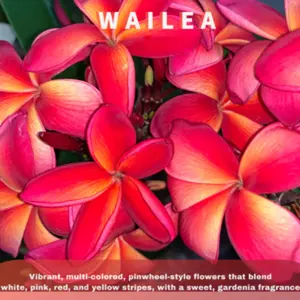 Wailea Hawaiian Plumeria Cutting 10-12 Inches Long Freshly Harvested in Hawaii with Pink & Orange Blooms and Tropical Coconut Scent