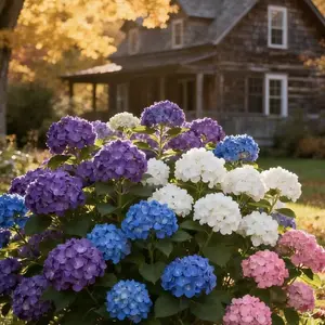 Hydrangea Seeds 100 Count for Patios & Outdoor Pots Colorful Blue Green Flowers All Seasons Easy to Grow Garden Decor