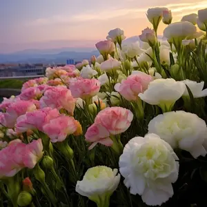 Lisianthus Seeds Prairie Gentian, Bluebell Gentian Perennial Annual Cut Flowers GMO Free Borders Patio Beds Garden Outdoor  Flower Seeds