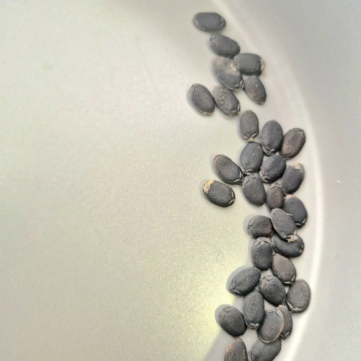 loofah seeds loofah seeds