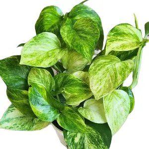 4" Pothos Neon Queen Decor Decorative Plants Gift houseplant plant