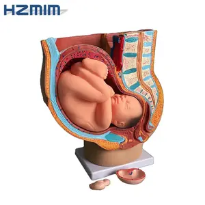Female Pelvis with Fetus Model: Embryonic Development Model for Medical Education Use