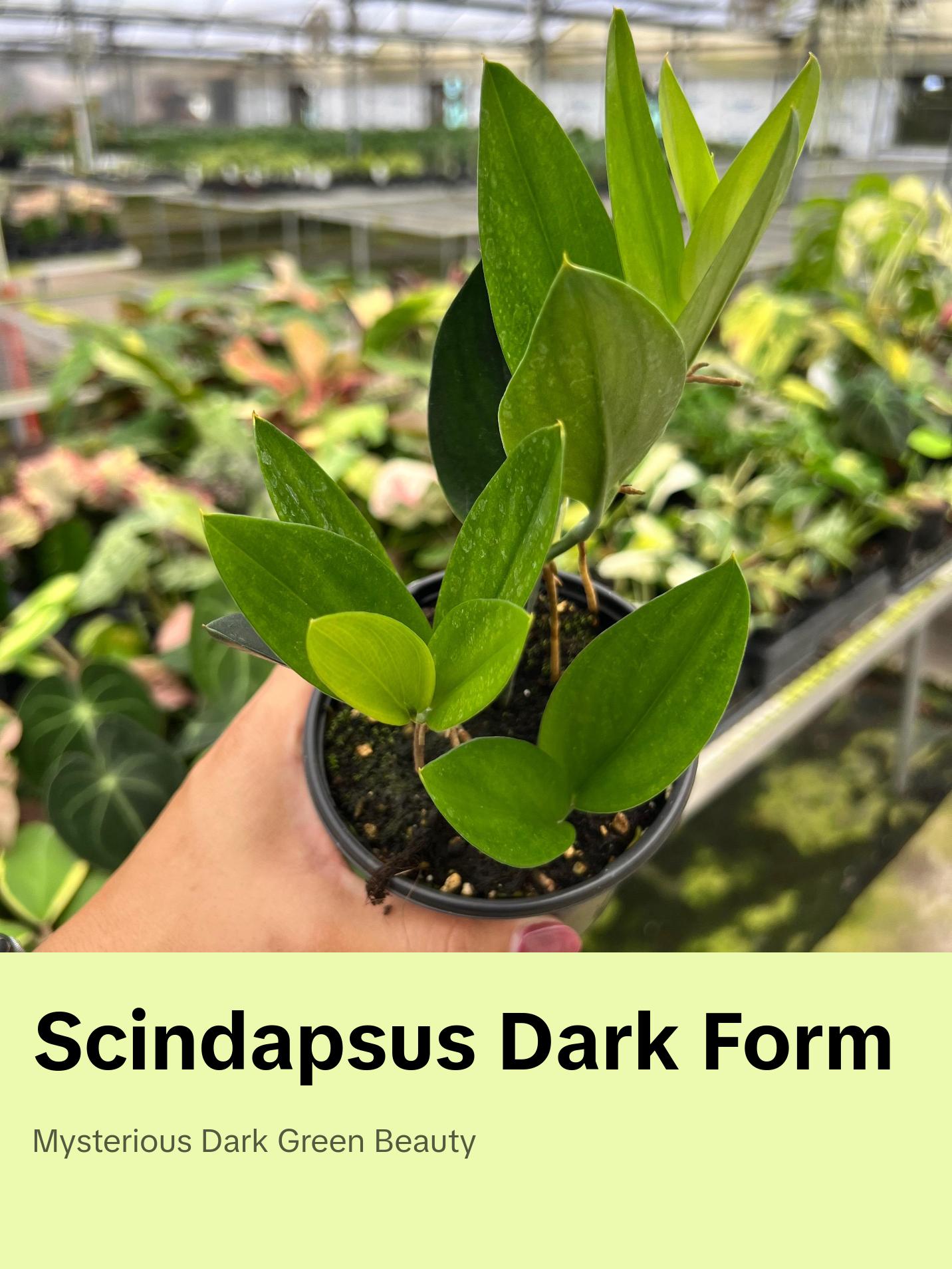 Scindapsus Treubii 'Dark Form' Pot 4”. A mysterious and elegant beauty - Indoor Plants -  Houseplant - Tropical Foliage