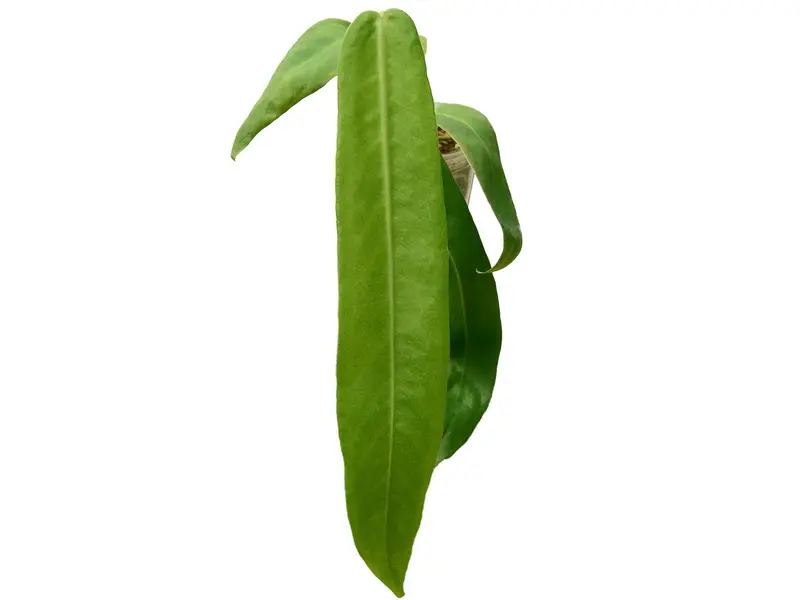 welcher dünger für aloe vera Aloe Vera Erde lokal kaufen – Jetzt liefern lassen