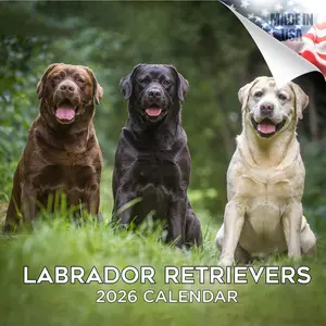 Labrador Ret (Mixed) Wall Calendar 2026