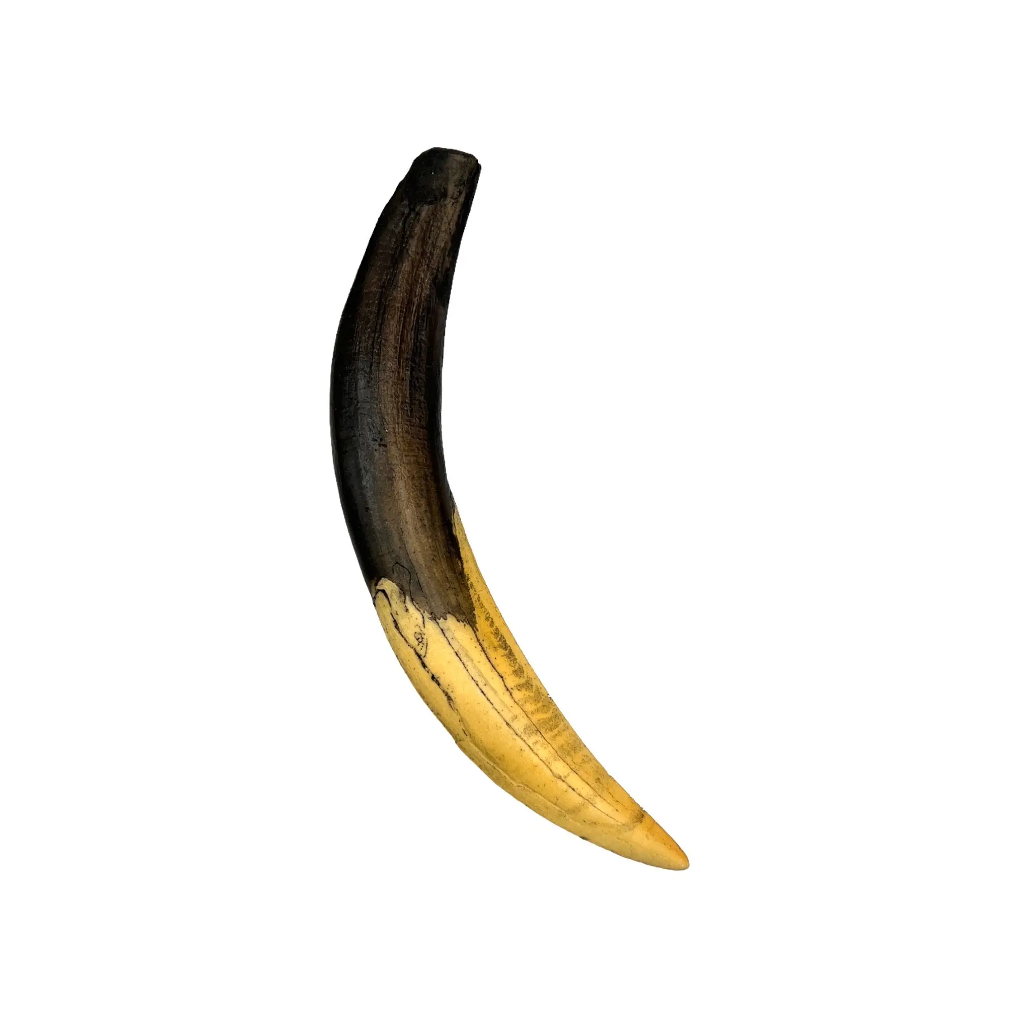 Sabertooth Canine Tooth Replica - Ice Age Predator