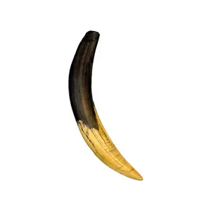 Sabertooth Canine Tooth Replica - Ice Age Predator