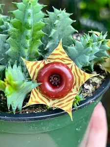 Huernia Zebrina Lifesaver Rare Cactus Succulent Live Plant