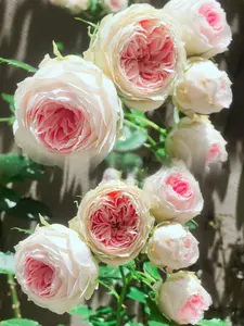 Rare Rose{ Pompon Veranda}-Own Root |ポーチフルムーンローズ |Strong Disease Resistance | Strong Adaptability| Bloom Repeatedly | Abundant Blooming| Similar Eden Rose| Heat Tolerant|