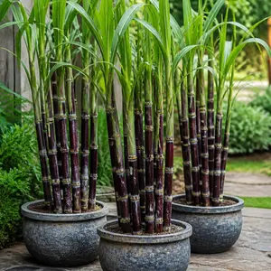 1000+ High-Sucrose Sugarcane Seeds for Home Garden, Hybrid Sweet Cane, Natural Flavor, Easy-Grow, Low-Maintenance Crop